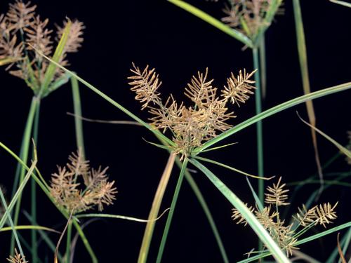 Souchet comestible(Cyperus esculentus)_16