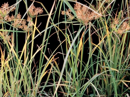 Souchet comestible(Cyperus esculentus)_18