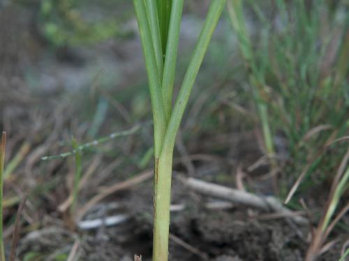 Souchet comestible(Cyperus esculentus)_19