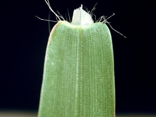 Digitaire astringente(Digitaria ischaemum)_7