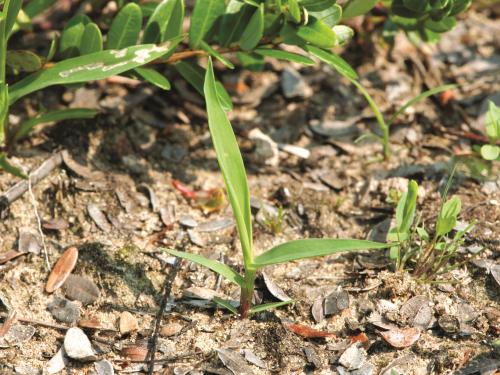 Digitaire astringente(Digitaria ischaemum)_13