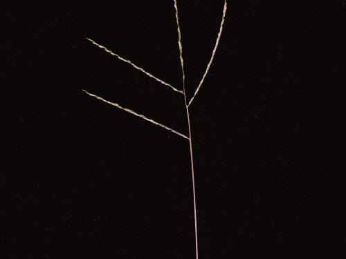 Digitaire astringente(Digitaria ischaemum)_17