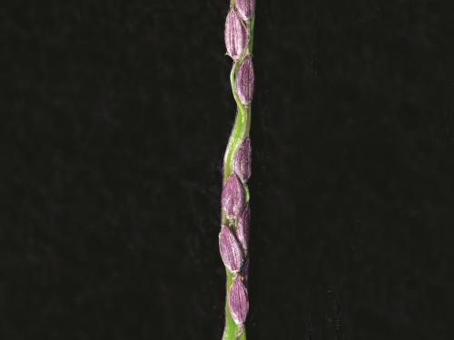 Digitaire astringente(Digitaria ischaemum)_18