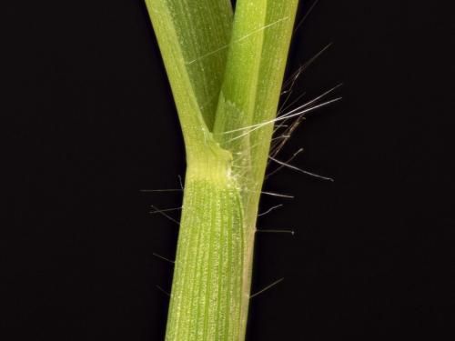 Digitaire astringente(Digitaria ischaemum)_25