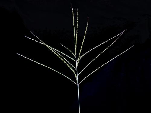 Digitaire sanguine(Digitaria sanguinalis)_6