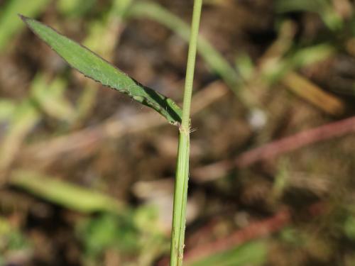 Digitaire sanguine(Digitaria sanguinalis)_23