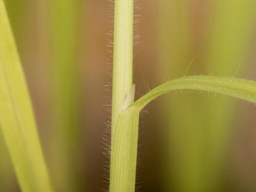 Digitaire sanguine(Digitaria sanguinalis)_24