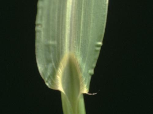 Pied-de-coq(Echinochloa crus-galli)_6