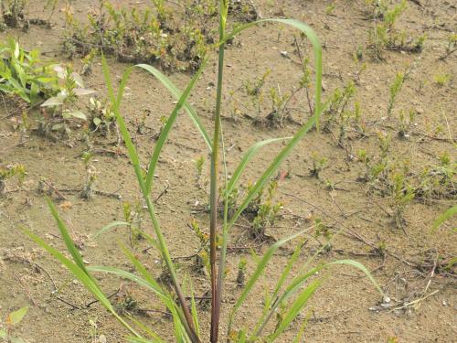 Pied-de-coq(Echinochloa crus-galli)_10