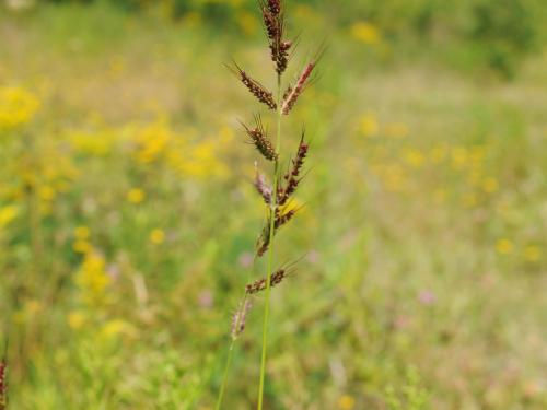 Pied-de-coq(Echinochloa crus-galli)_26