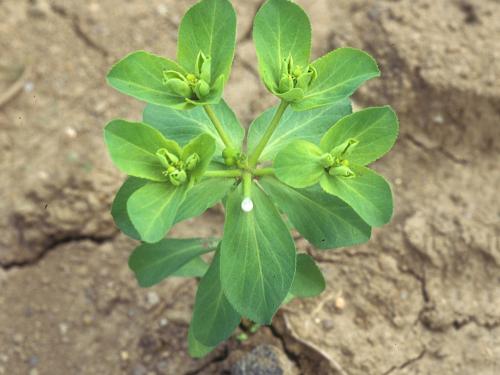 IEuphorbe réveille-matin (Euphorbia helioscopia)_10