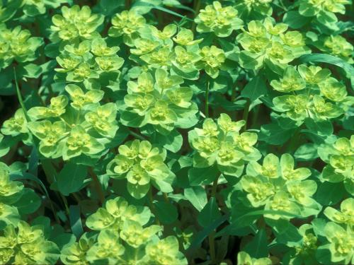 IEuphorbe réveille-matin (Euphorbia helioscopia)_11