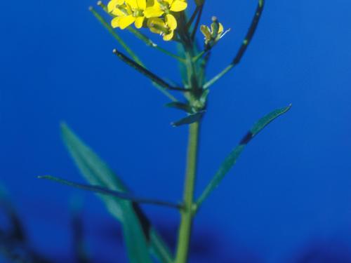 Vélar fausse-giroflée(Erysimum cheiranthoides)_9