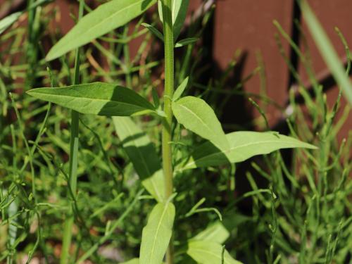 Vélar fausse-giroflée(Erysimum cheiranthoides)_15