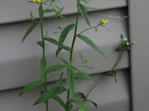 Vélar fausse-giroflée(Erysimum cheiranthoides)_17