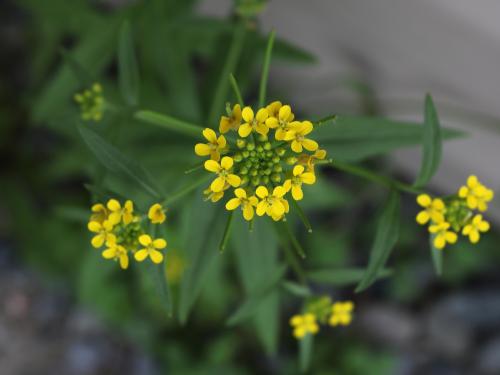 Vélar fausse-giroflée(Erysimum cheiranthoides)_18