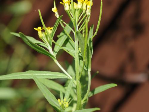 Vélar fausse-giroflée(Erysimum cheiranthoides)_19