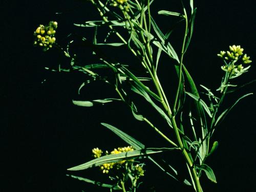 Verge d'or à feuilles de graminée(Euthamia graminifolia)_4