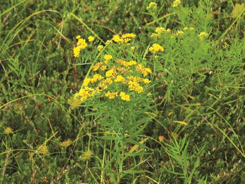 Verge d'or à feuilles de graminée(Euthamia graminifolia)_7