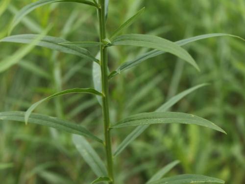 Verge d'or à feuilles de graminée(Euthamia graminifolia)_22