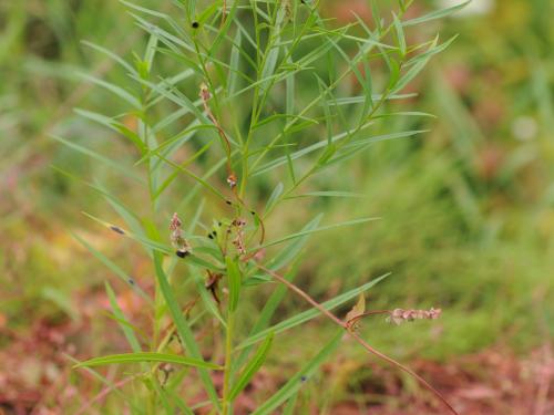 Verge d'or à feuilles de graminée(Euthamia graminifolia)_23