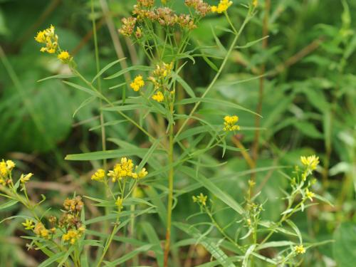 Verge d'or à feuilles de graminée(Euthamia graminifolia)_25