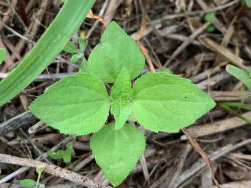 Galinsoga cilié (Galinsoga quadriradiata)_12