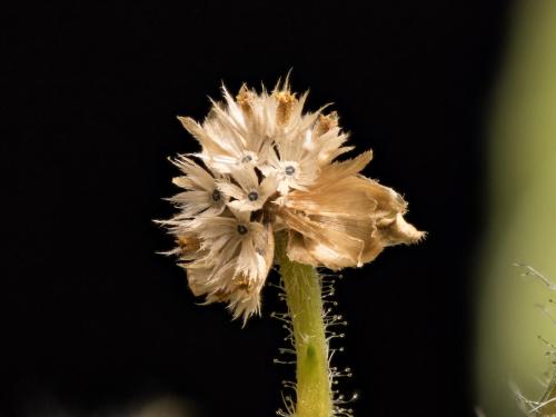 Galinsoga cilié (Galinsoga quadriradiata)_17