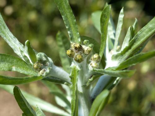 Gnaphale des vases (Gnaphalium uliginosum)_10