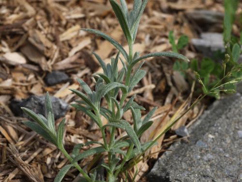 Gnaphale des vases (Gnaphalium uliginosum)_16