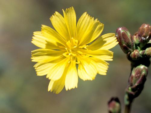 Laitue scariole (Lactuca serriola)_5