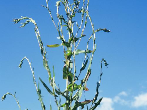 Laitue scariole (Lactuca serriola)_6