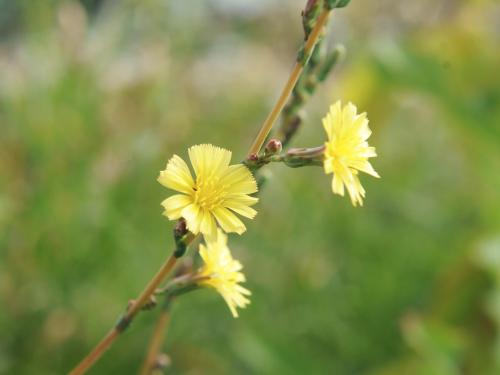 Laitue scariole (Lactuca serriola)_7