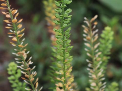 Lépidie densiflore (Lepidium densiflorum)_14