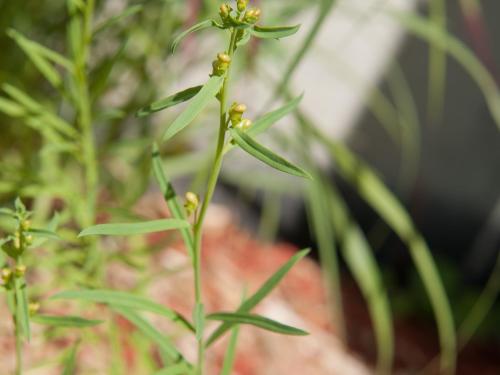 Linaire vulgaire (Linaria vulgaris)_7