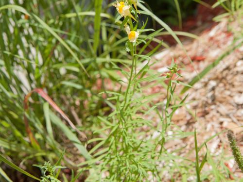 Linaire vulgaire (Linaria vulgaris)_8