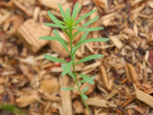 Linaire vulgaire (Linaria vulgaris)_10