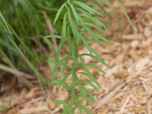 Linaire vulgaire (Linaria vulgaris)_11