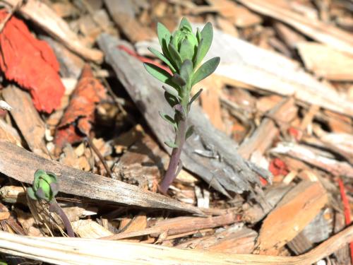 Linaire vulgaire (Linaria vulgaris)_12