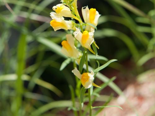 Linaire vulgaire (Linaria vulgaris)_16