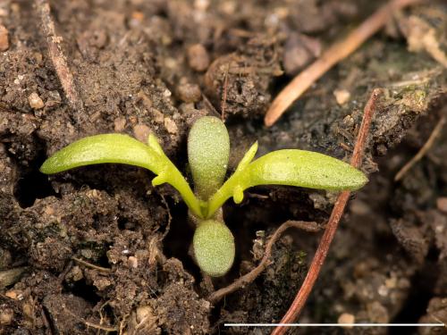 Matricaire odorante (Matricaria discoidea)_12