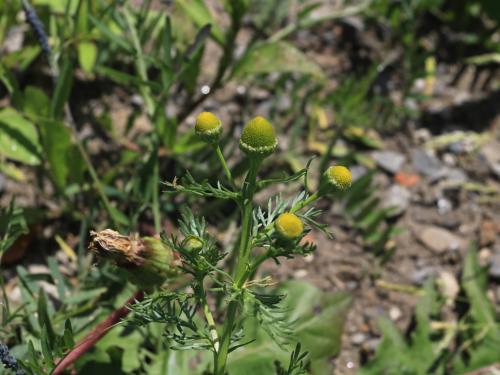 Matricaire odorante (Matricaria discoidea)_19