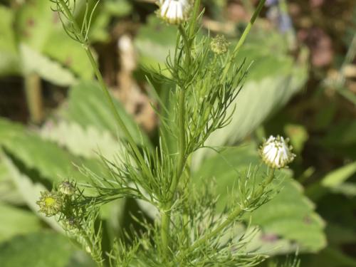 Matricaire inodore (Tripleurospermum inodorum)_8