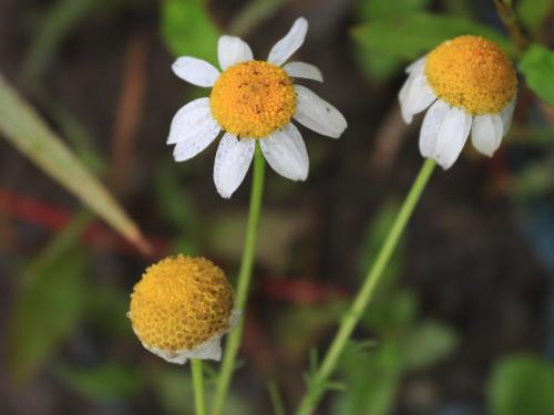 Matricaire inodore (Tripleurospermum inodorum)_16