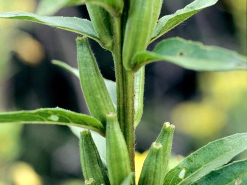 Onagre bisannuelle (Oenothera biennis)_6