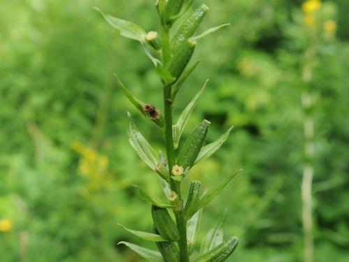 Onagre bisannuelle (Oenothera biennis)_19