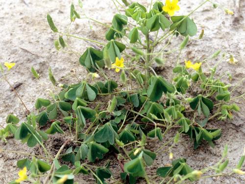 Oxalide Europe (Oxalis stricta)_4