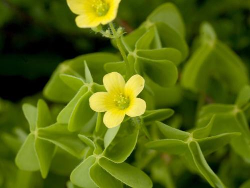 Oxalide Europe (Oxalis stricta)_9