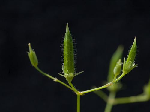 Oxalide Europe (Oxalis stricta)_11