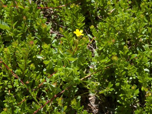 Oxalide Europe (Oxalis stricta)_13